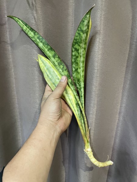 画像2: サドワレンシス 斑入り(D.concinna ssp.Sudwallensis variegata) (2)