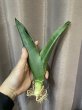 画像1: 【特価】コンスピクア(D.conspicua) (1)