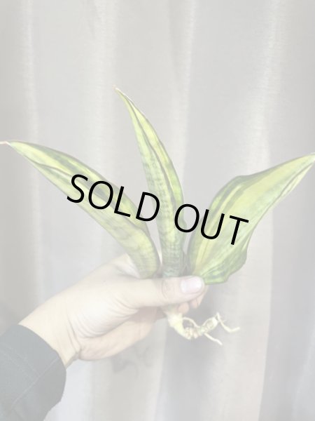 画像2: サドワレンシス 斑入り(D.concinna ssp.Sudwallensis variegata) (2)