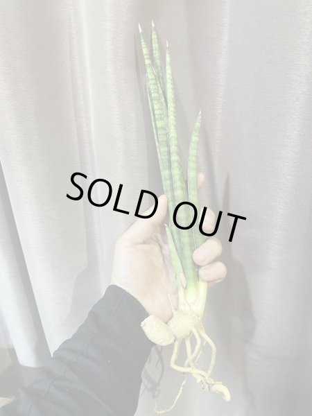 画像1: ヴォルケンシー(D.volkensii) (1)