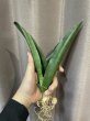 画像2: 【特価】コンスピクア(D.conspicua) (2)
