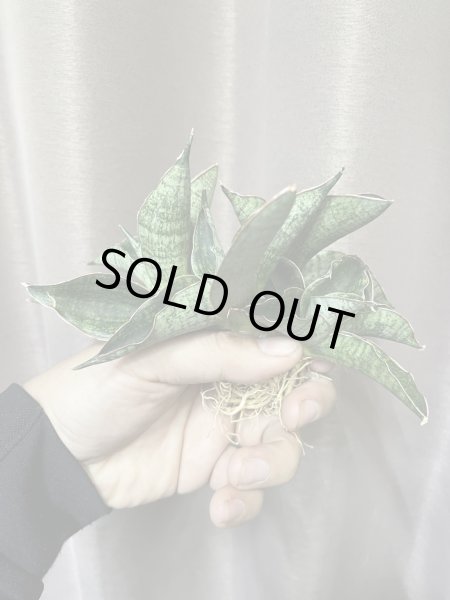 画像1: ランボー(D.Rambo) (1)