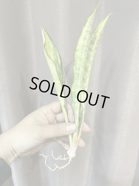 画像1: サドワレンシス 斑入り(D.concinna ssp.Sudwallensis variegata) (1)