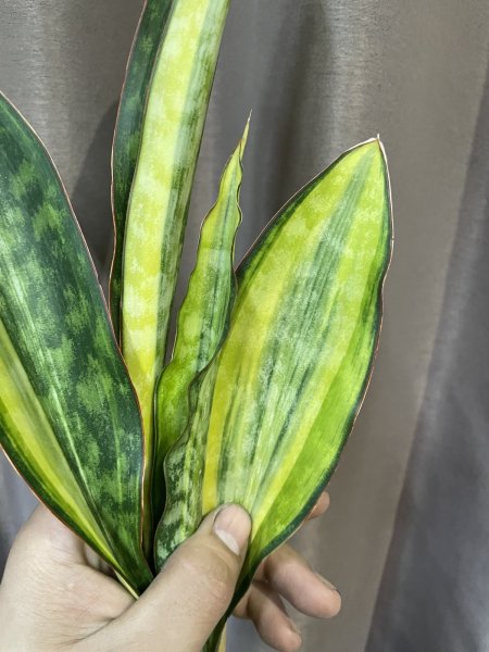 画像3: サドワレンシス 斑入り(D.concinna ssp.Sudwallensis variegata) (3)