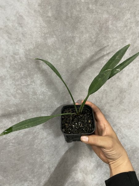 画像2: スプーンリーフ B(D.concinna 'Spoon Leaf' ) (2)