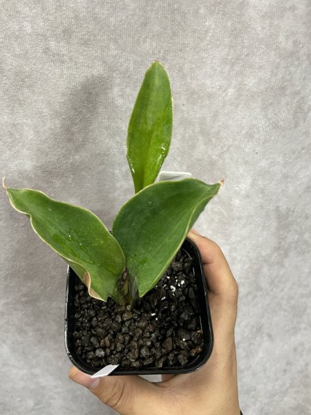 画像2: サターン I(D.Saturn) (2)