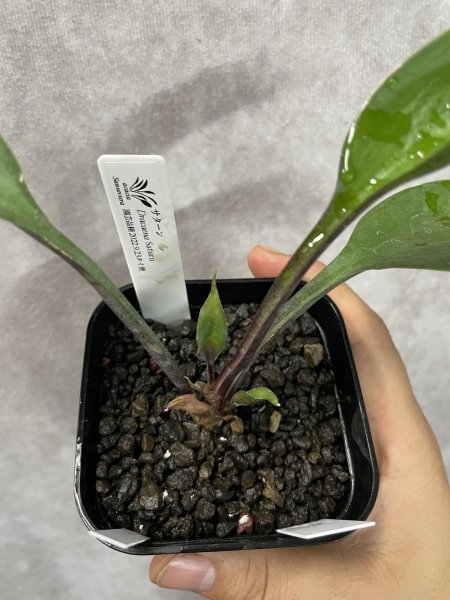 画像2: サターン C(D.Saturn) (2)