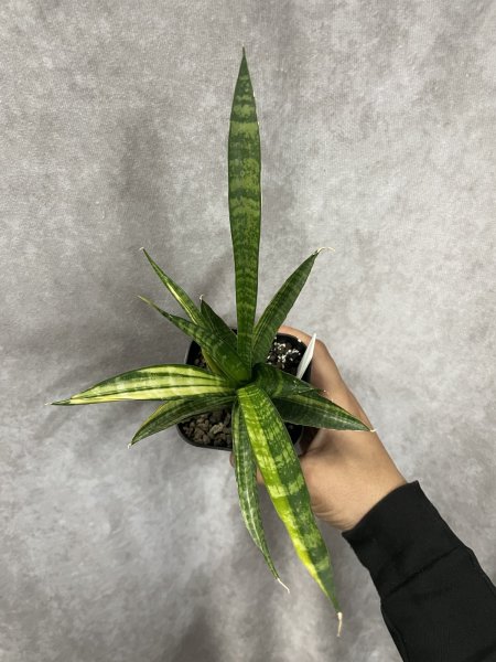 画像2: コルドバ 斑入り(S.Cordova v) (2)