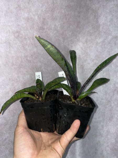 画像3: リトルウィッチ(D.Littele Wich) (3)