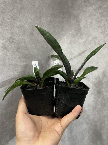 画像2: リトルウィッチ(D.Littele Wich) (2)