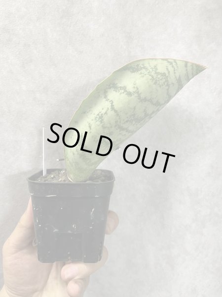 画像2: フーチャンA (D.Huchan) (2)