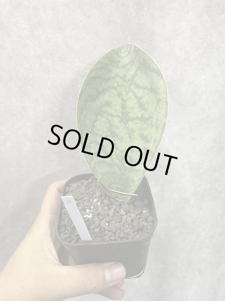 画像1: フーチャンA (D.Huchan) (1)