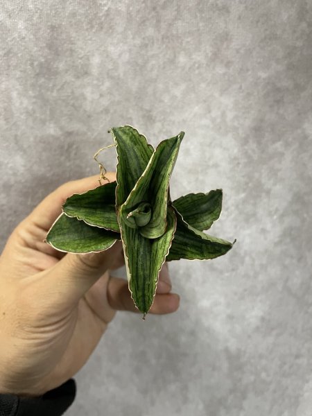 画像2: ホビット(D.Hobbit) (2)