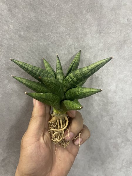 画像2: ペンギン(D.Ch15211 Penguin) (2)