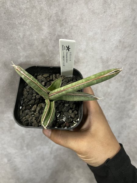 画像2: エイレンシス No.2(D.eilensis) (2)