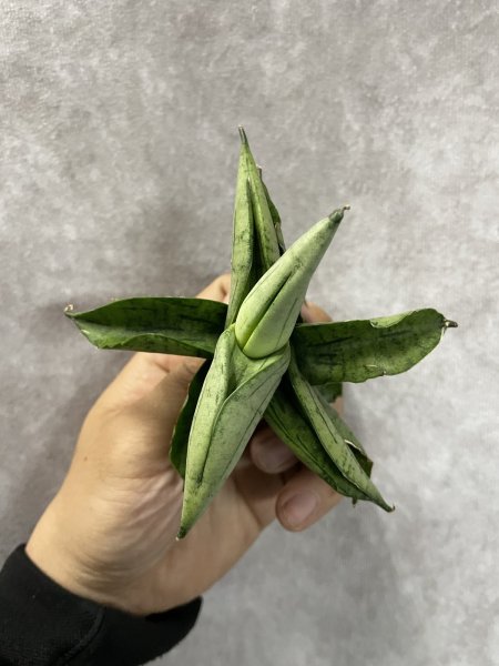 画像2: ミーディー(D.Meedee) (2)