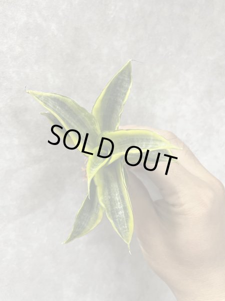 画像2: コルドバ 黄斑(D.Andaman variegata) (2)