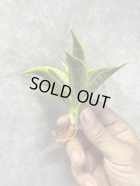 画像3: コルドバ 黄斑(D.Andaman variegata) (3)