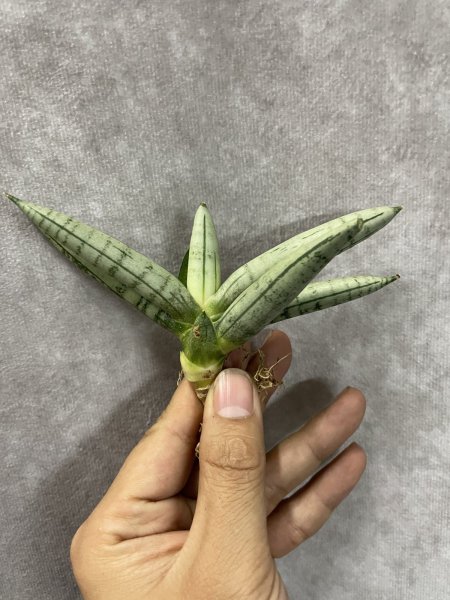 画像2: ボンセルシルバージャイアント(D.Boncel Silver Giant) (2)