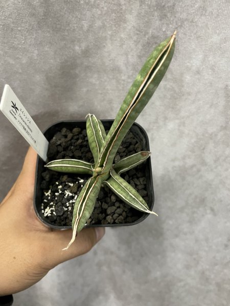 画像2: エイレンシス No.1(D.eilensis) (2)