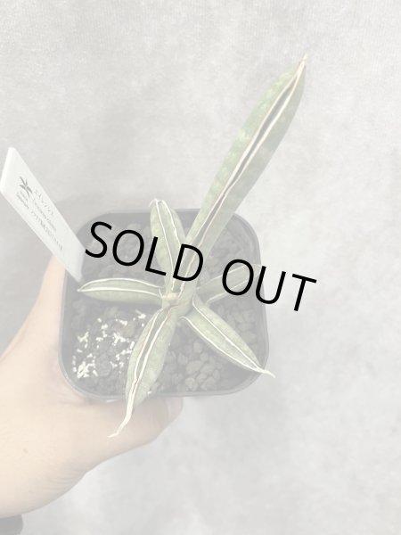 画像2: エイレンシス No.1(D.eilensis) (2)