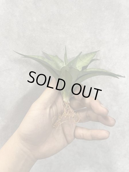 画像2: クマラ(D.Kumara) (2)