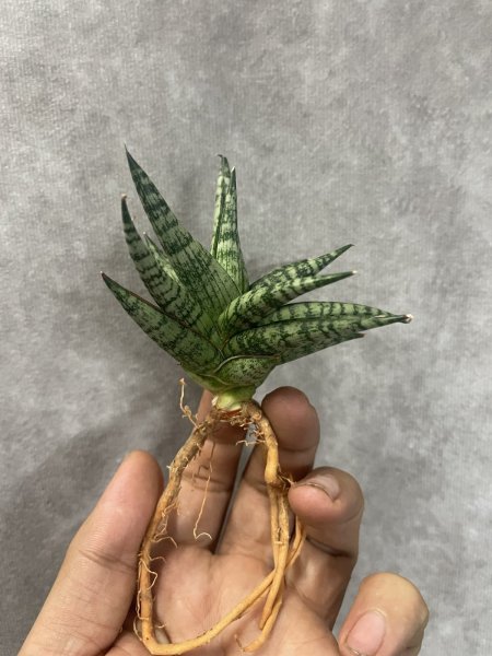 画像2: ウィンターラブ(D.Winter Love) (2)