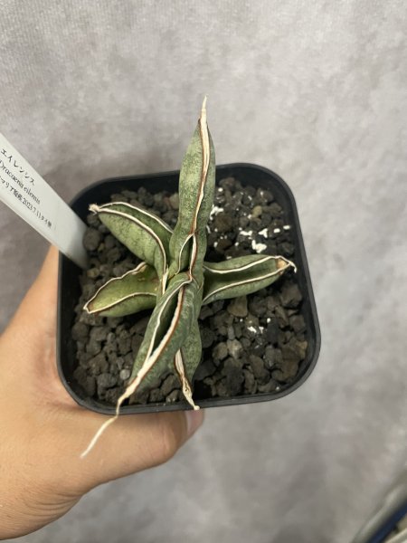 画像3: 休眠エイレンシス No.15(D.eilensis) (3)