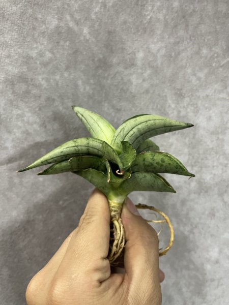 画像3: ミーディー(D.Meedee) (3)