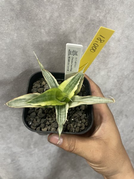 画像2: 傷あり特価スノーホワイト5(D.Snow White) (2)