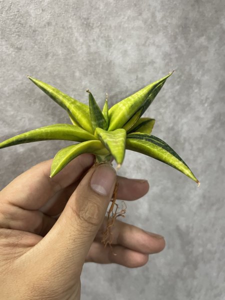 画像2: ブロロン斑入り(D.Blorong'variegata ) (2)