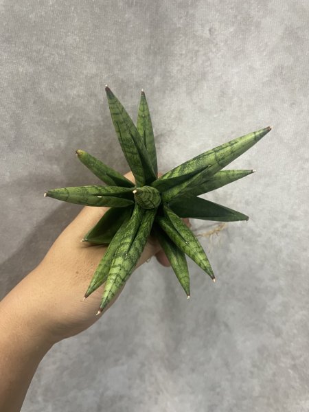 画像4: ペンギン(D.Ch15211 Penguin) (4)