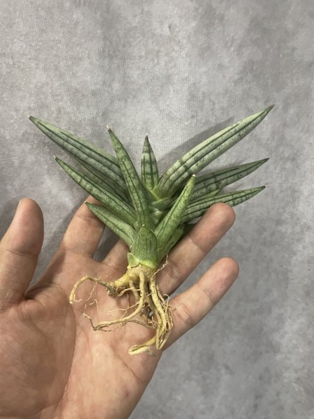 画像5: ゼブラテール(D.Zebra Tail) (5)