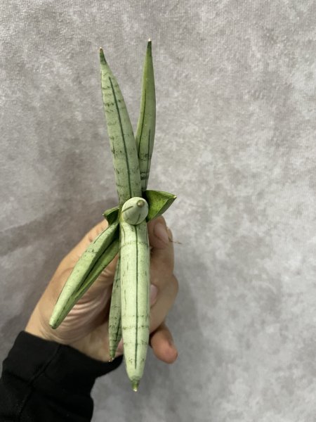 画像3: ボンセルシルバージャイアント(D.Boncel Silver Giant) (3)