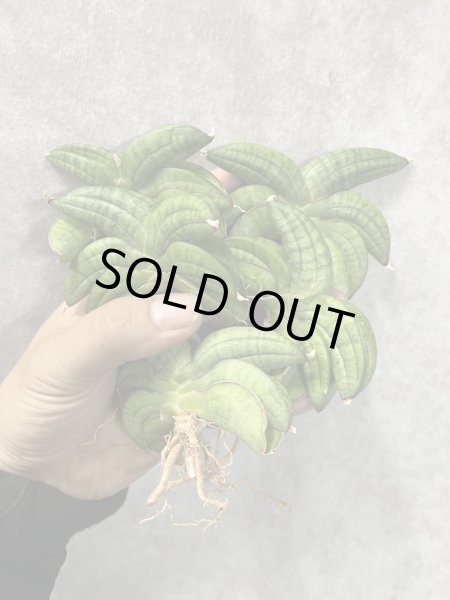 画像1: スターアップル（旧パテンスhyb）(D.Star Apple) (1)