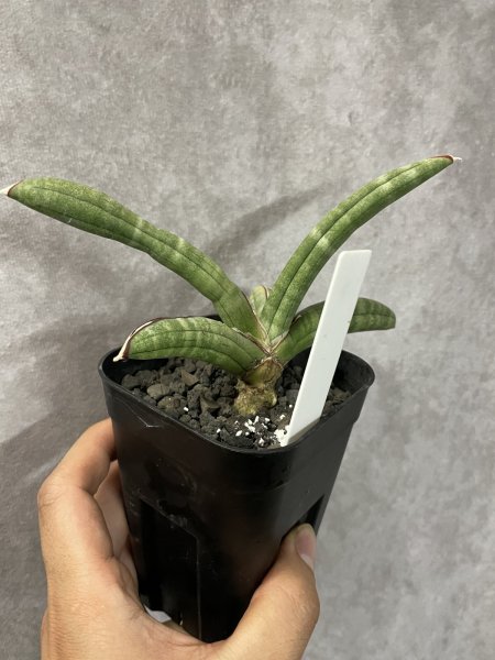 画像2: 休眠エイレンシス No.14(D.eilensis) (2)