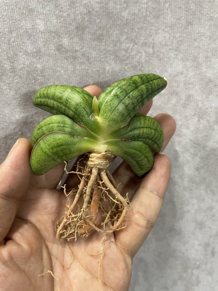 画像3: スターアップル(旧パテンスhyb)(D.Star Apple) (3)