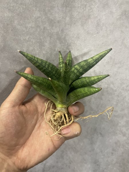 画像3: ペンギン(D.Ch15211 Penguin) (3)