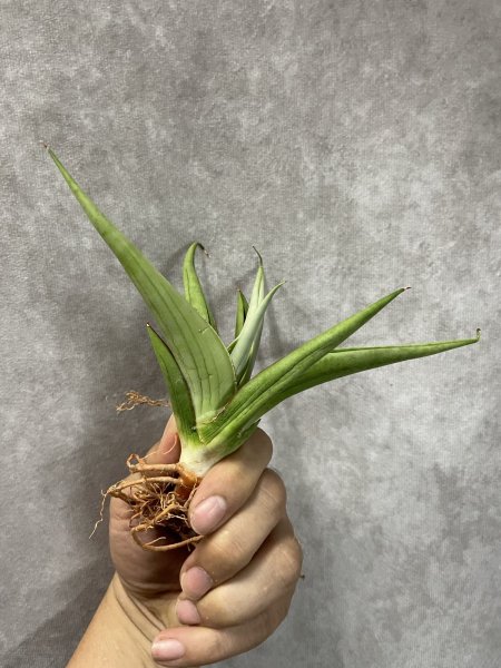 画像2: ミラノ(D.Milano) (2)