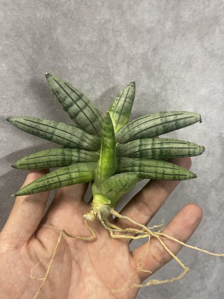 画像2: メロン(D.Melon) (2)