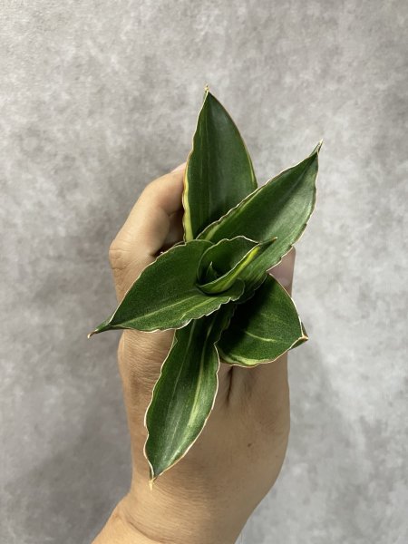 画像3: アンダマン 黄斑(D.Andaman variegata) (3)