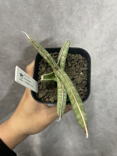 画像3: エイレンシス No.10(D.eilensis) (3)