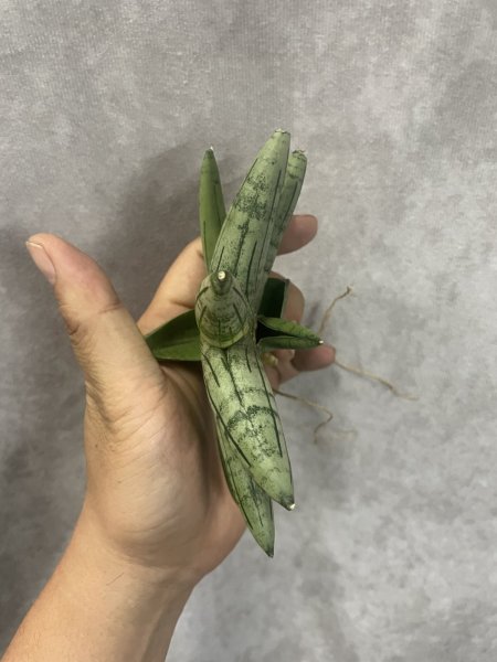 画像4: メロン(D.Melon) (4)