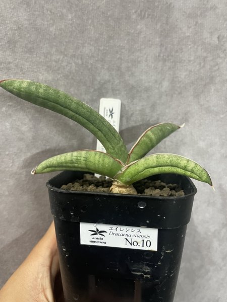 画像2: エイレンシス No.10(D.eilensis) (2)