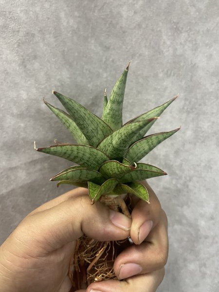 画像2: ロックマン(D.Rock Man) (2)