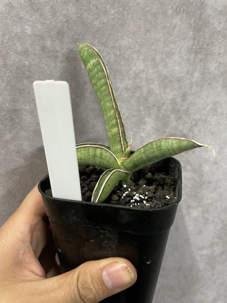 画像3: エイレンシス No.1(D.eilensis) (3)