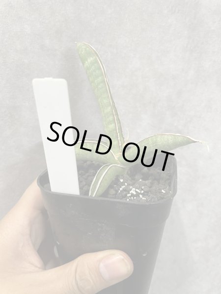 画像3: エイレンシス No.1(D.eilensis) (3)