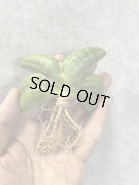 画像2: スターアップル（旧パテンスhyb）(D.Star Apple) (2)