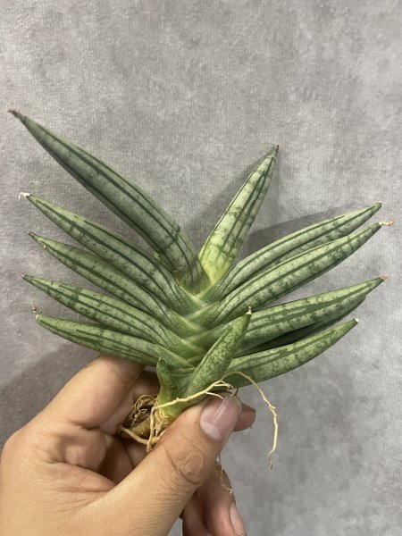 画像3: ゼブラテール(D.Zebra Tail) (3)