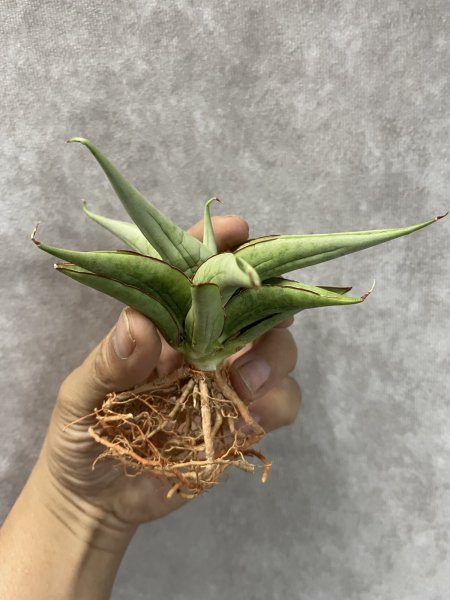 画像4: ミラノ(D.Milano) (4)